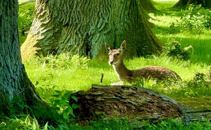 Ein Reh liegt auf einer grünen Wiese zwischen Bäumen